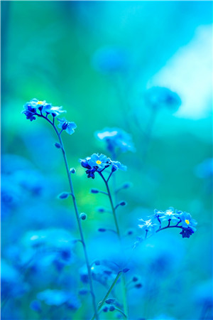 beautiful-bloom-blooming-414062.jpg